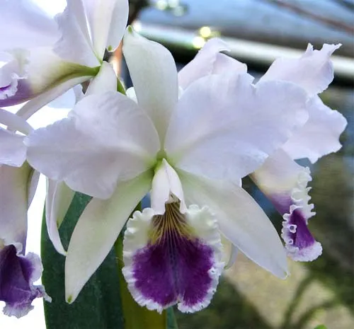 Cattleya labiata coerulea 'Z-185' XXX x Cattleya labiata coerulea 'Junior'