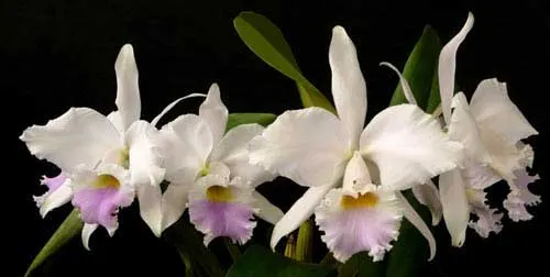 Cattleya labiata amesiana 'Bela' (Z-8) x SELF