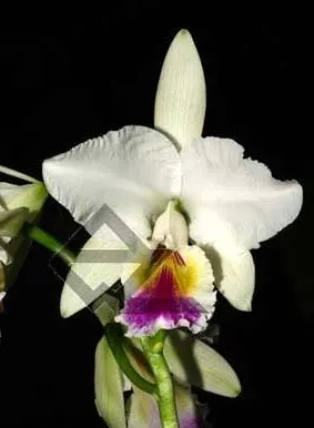 Cattleya labiata semi alba 'Perfection' (Z-12) x SELF