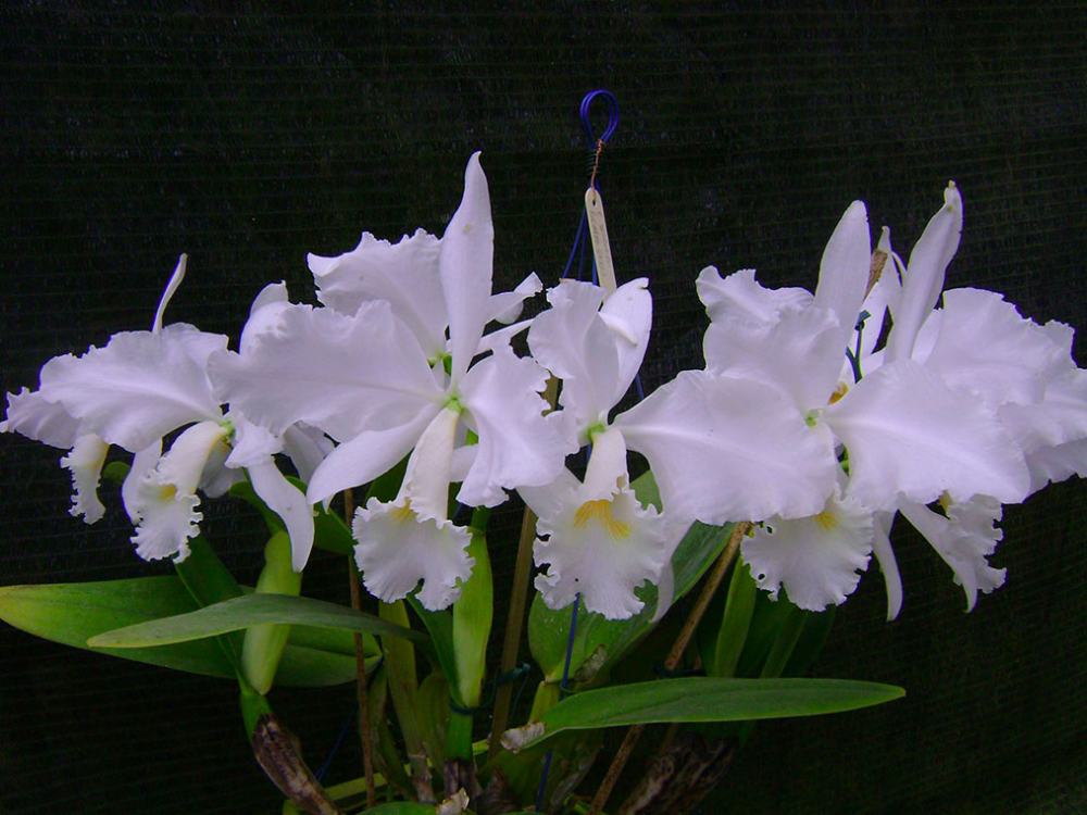 Cattleya warneri suavissima 'Ricardo Bells' x SELF