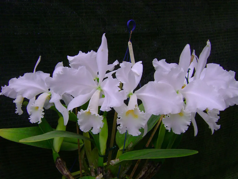 Cattleya warneri suavissima 'Ricardo Bells' x SELF