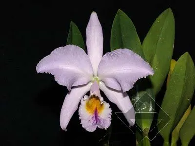 Cattleya labiata coerulescens 'Da. Norma Dreher' x self