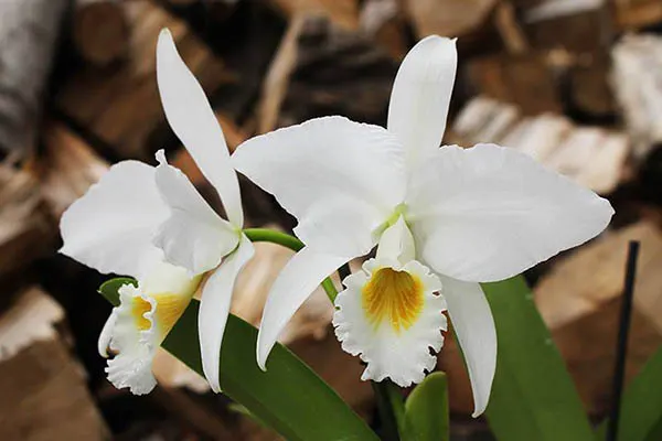 Cattleya labiata alba 'Otima' XXX x Cattleya labiata roxo bispo 'Urbano'