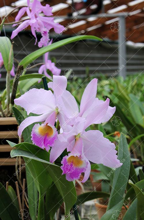 Cattleya labiata alba x Cattleya labiata roxo bispo 'Urbano'