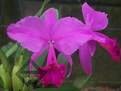 Cattleya trianae 'Junio' (12-8) x Cattleya trianae 'Sangre de Toro II' (25-8)