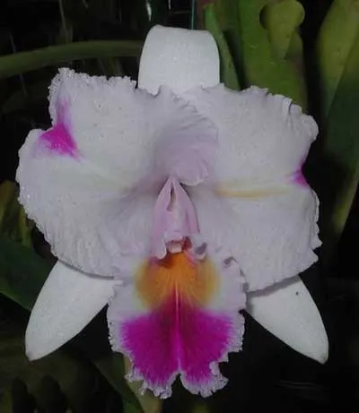 Cattleya trianae trilabelo 'AWZ' x Cattleya trianae aquinada 'AWZ'