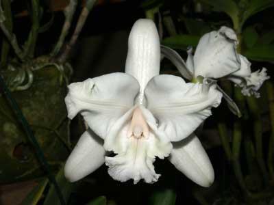 Cattleya intermedia aquini alba 'Neve' x Cattleya intermedia aquini alba 'Sublime'