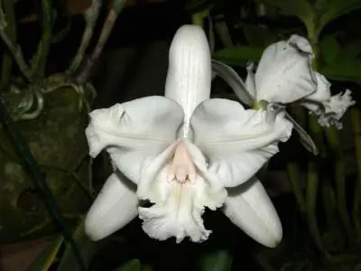 Cattleya intermedia aquini alba 'Neve' x Cattleya intermedia aquini alba 'Sublime'