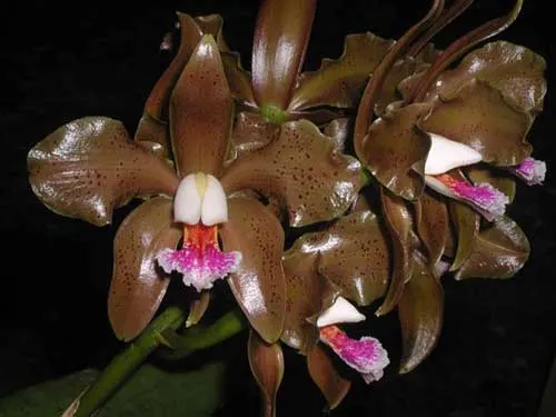 Cattleya schofieldiana \'Arraial D\'Ajuda\' XXXX x SELF