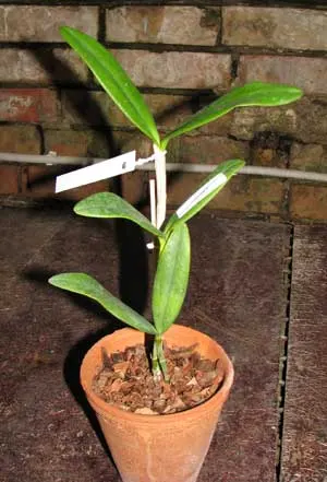 Cattleya schofieldiana \'Arraial D\'Ajuda\' XXXX x SELF