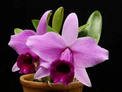 Laelia praestans \'Black Lip\' XXX x Laelia praestans \'Black Ruby - Takako\' XXXX