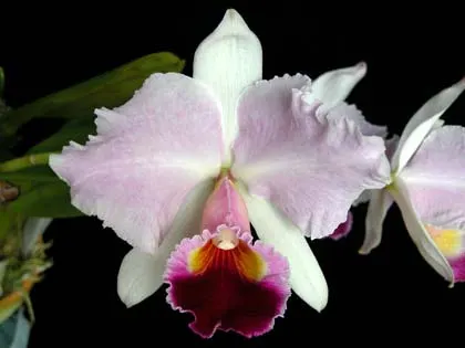 Cattleya trianae orlata 'TT' XXX x Cattleya trianae 'Cecilia' (04-8)
