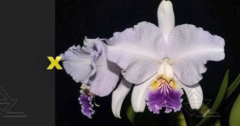 Cattleya lueddemanniana coerulea 'Pedra Azul' XXX x lueddemanniana coerulea 'Monte Verde'