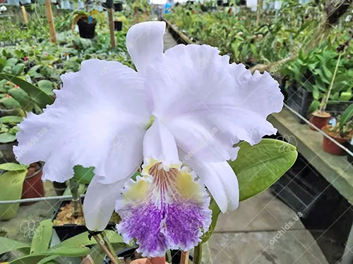 Cattleya lueddemanniana coerulea 'Pedra Azul' XXX x Cattleya lueddemanniana coerulea 'Caribe'