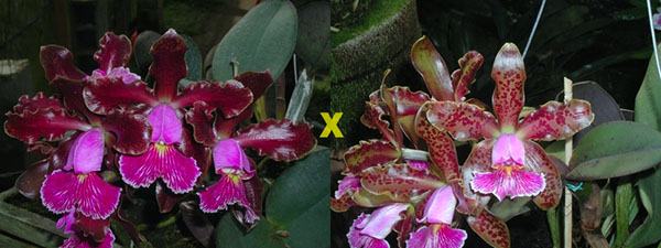 Cattleya schilleriana 'Ibiracu' x Cattleya schilleriana 'Daniel Endringer'