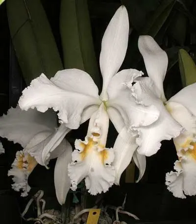 Cattleya mossiae alba 'Irene' x Cattleya mossiae alba 'Orosco'