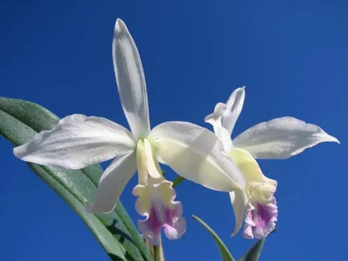 Cattleya warneri alba 'Colossus' x Laelia kautsky