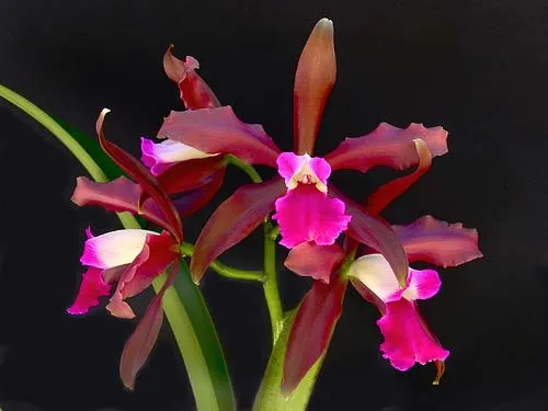 Laelia tenebrosa 'Aline' x Cattleya leopoldii 'Dark Prince'
