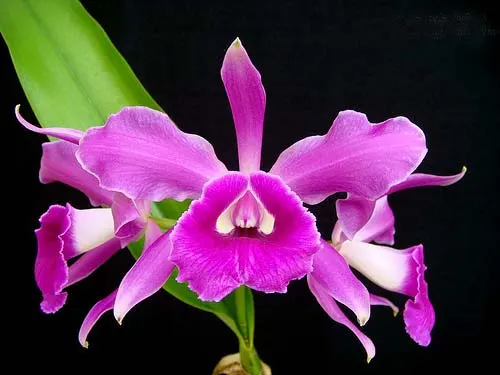 Laelia purpurata russeliana 'Fábula' x Cattleya leopoldii 'Cetro de Esmeraldas'