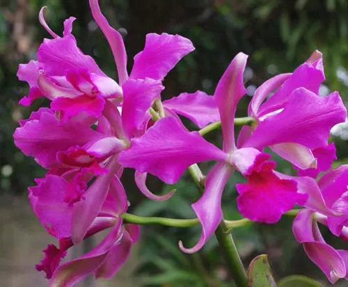 Laelia purpurata rubra flamea 'Osório' x Cattleya leopoldii 'Marrom Glacê'