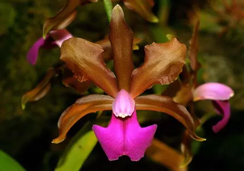 Cattleya bicolor (DAR) x Cattleya bicolor 'Angelo Ebani'