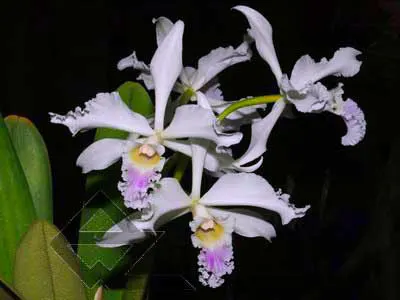Laelia crispa carnea 'Mignon' x self