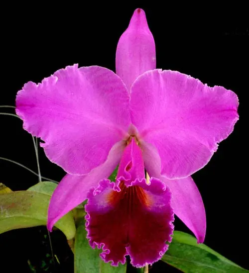 Cattleya labiata rubra orlata 'Maravilha' (Z-86) x Cattleya labiata rubra orlata 'Veludo Escuro' (Z86)