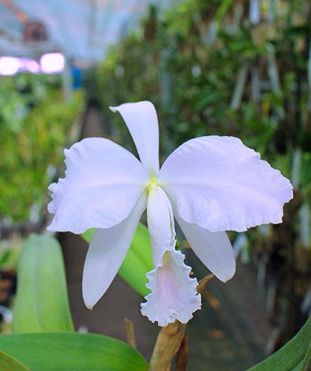 Cattleya labiata amesiana lineata 'AWZ' (Z-8) x Cattleya labiata amesiana lineata 'Pedra Azul'