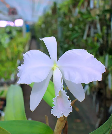 Cattleya labiata amesiana lineata 'AWZ' (Z-8) x Cattleya labiata amesiana lineata 'Pedra Azul'