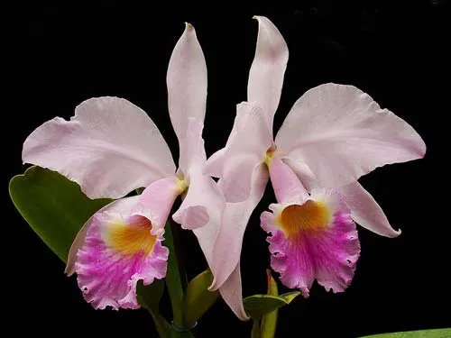Cattleya labiata amesiana 'Super Star' (Z-43) x Cattleya labiata roxo bispo 'Urbano'