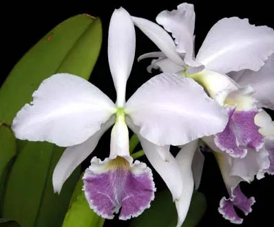 Cattleya labiata coerulea 'Pedra Azul' (Z-185) x Cattleya labiata coerulea 'Luizinho' (Z-105)