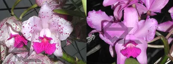 Cattleya amethystoglossa 'FPA-E' x Cattleya amethystoglossa rubra