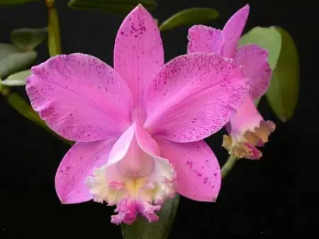 Cattleya loddigesii punctata 'AWZ' x Cattleya loddigesii punctata 'Marreco'