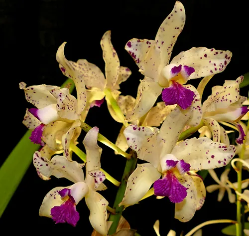 Cattleya amethystoglossa palha 'Gloriosa' x Cattleya amethystoglossa 'Palhina'