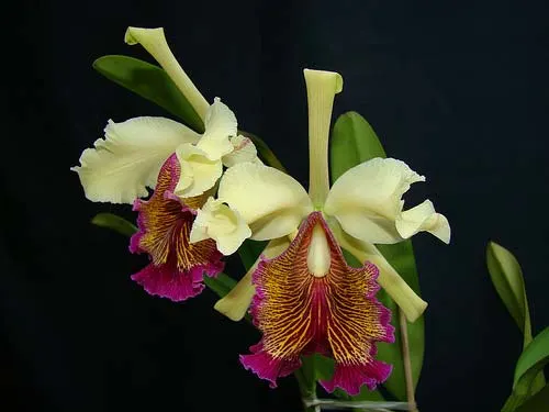 Cattleya dowiana x SELF