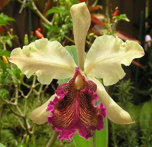 Cattleya dowiana x SELF