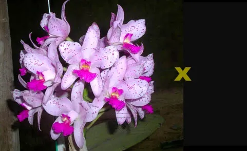 Cattleya amethystoglossa 'FPA' x Cattleya amethystoglossa 'ESI'