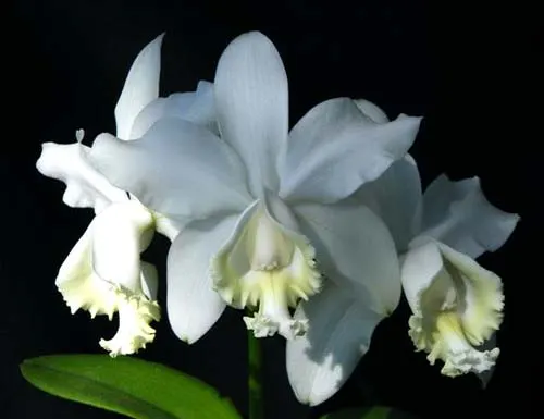 Cattleya loddigesii alba 'Rina Graciano Brizola' x Cattleya loddigesii alba 'HI'
