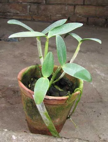 Cattleya intermedia aquini-flamea \'AWZ\' x Cattleya intermedia