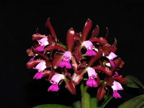 Cattleya leopoldii escura 'Brilhosa' x Cattleya leopoldii vinho 'Fininha'