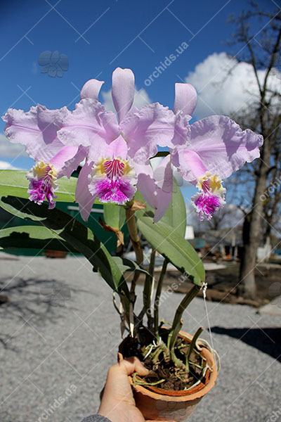 Cattleya lueddemanniana alba 'OMG' x Cattleya lueddemanniana coerulea 'Siquesique'