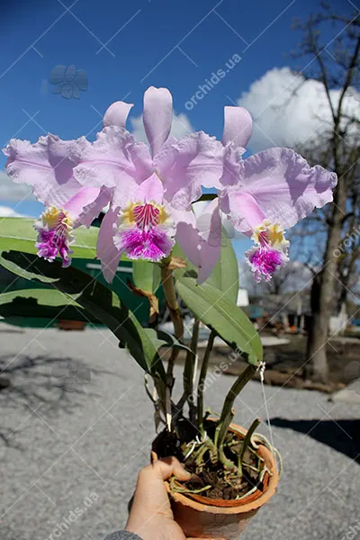 Cattleya lueddemanniana alba 'OMG' x Cattleya lueddemanniana coerulea 'Siquesique'