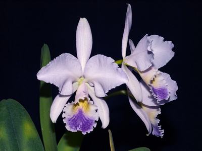 Cattleya gaskelliana coerulea ('Aida' x 'Alexis') x SELF