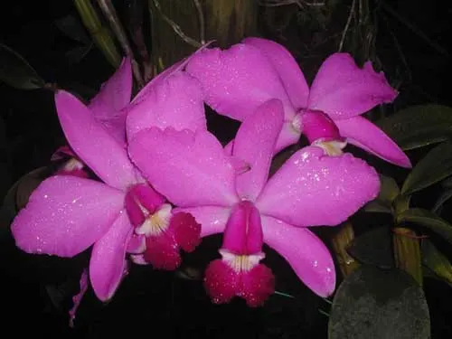 Cattleya violacea tipo 'Golias' x SELF