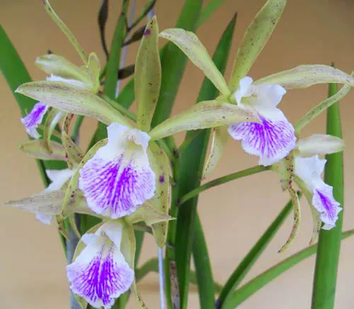 Cattleya guttata albina x Brassavola tuberculata