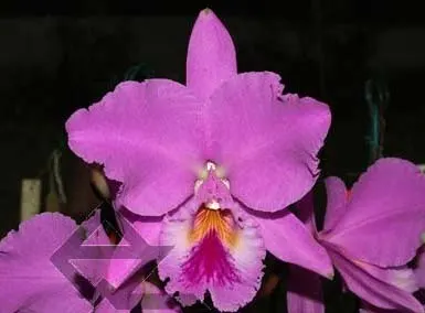 Cattleya labiata tipao 'Rodrigues' x Cattleya labiata tipo 'Cara Grande'