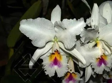 Cattleya labiata semi alba 'Aiko' x Cattleya labiata semi alba 'Magnifica' (Z-12)