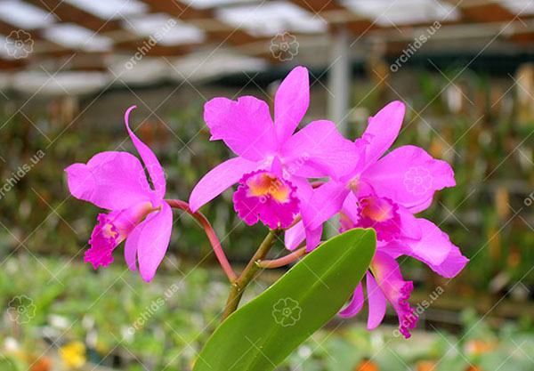 Cattleya bowringiana 'Da Estelinha de Novaes' x Cattleya labiata integra orlata 'Zas-1'