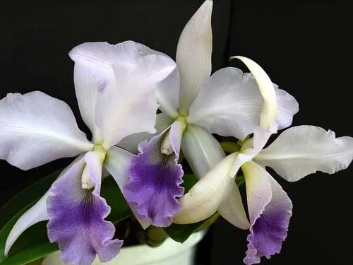 Cattleya gaskelliana coerulea 'Aida' (24-1) x Cattleya intermedia coerulea 'Olhos Azuis'
