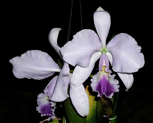 Cattleya warneri coerulea 'Carolina' x Cattleya warneri coerulea 'Raasch'